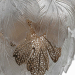 Люстра Citilux DRYAD CL305150